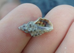 Phycothais reticulata