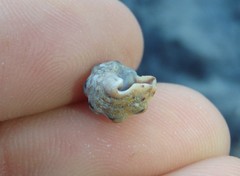 Phycothais reticulata