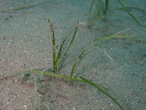 Cymodocea nodosa observed 2021-06-10