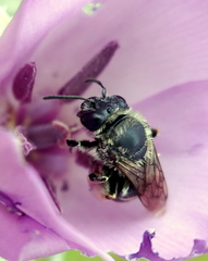 Eucera tricinctella