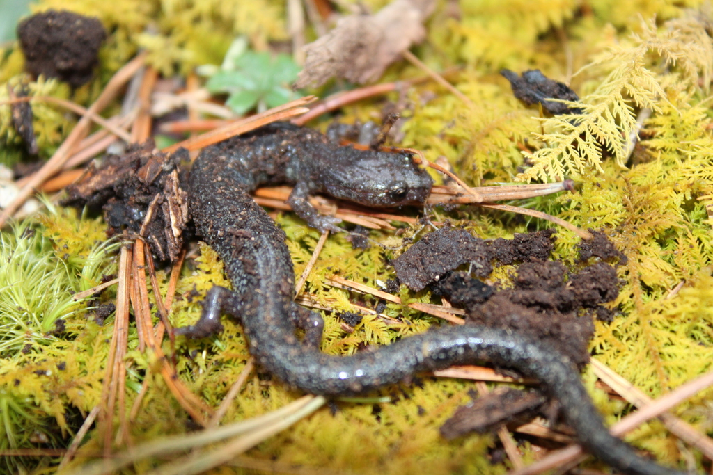 Valley and Ridge Salamander (Herps of Garrett County, MD) · iNaturalist