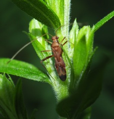 Paraxenetus guttulatus