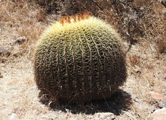 Kroenleinia grusonii