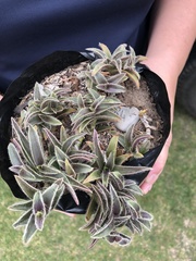 Cyanotis somaliensis