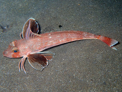Long-Finned Gurnard photo 5