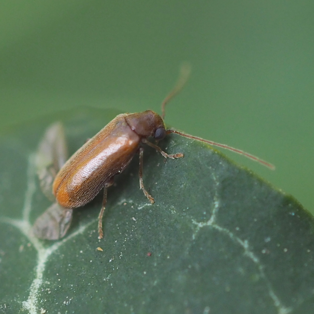 Ernobius abietinus