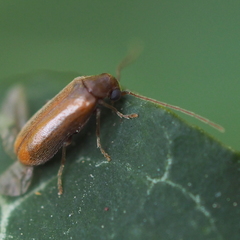 Ernobius abietinus