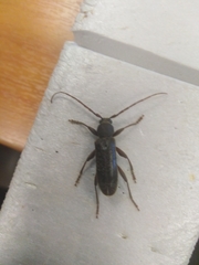 Trichoferus campestris