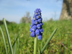 Muscari armeniacum