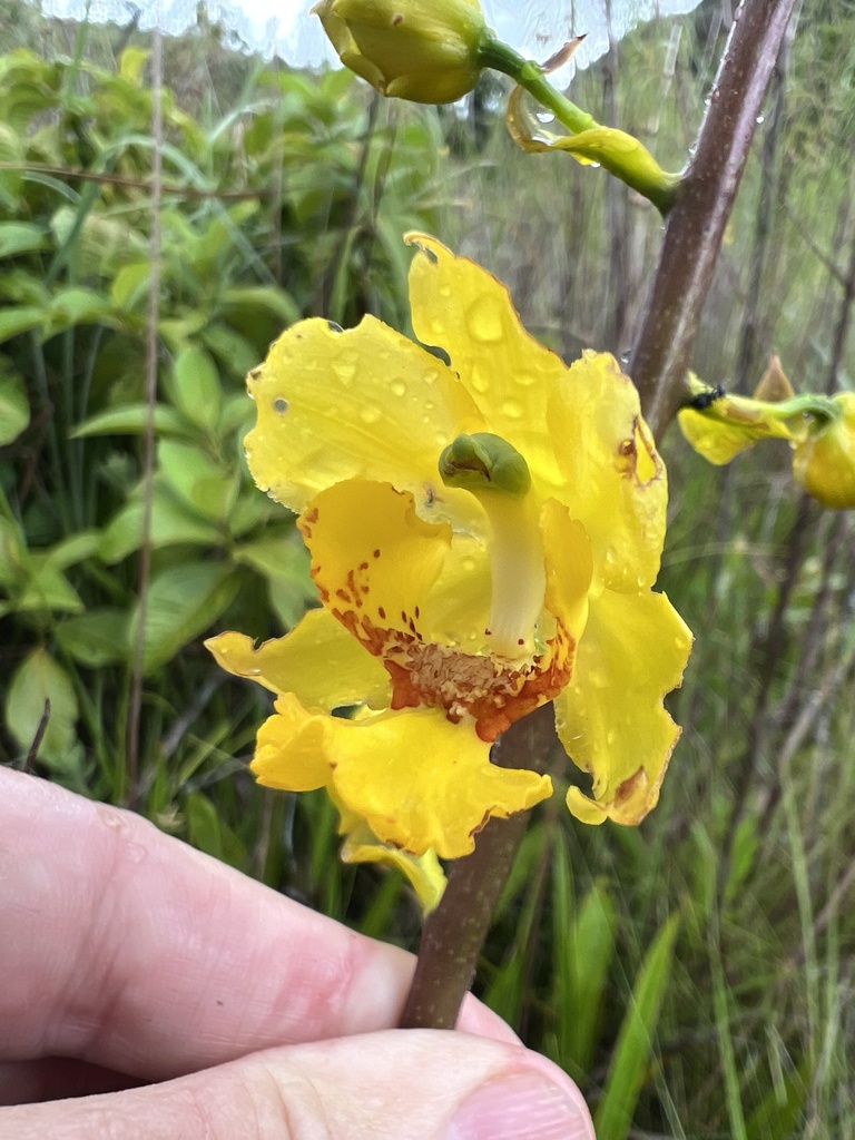 Cyrtopodium paludicola