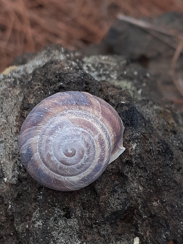 Hemicycla fuenterroquensis