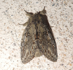 Peridea anceps