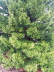 Sciadopitys verticillata