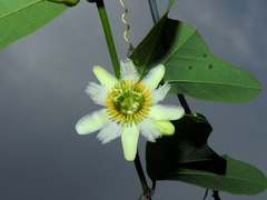 Passiflora biflora