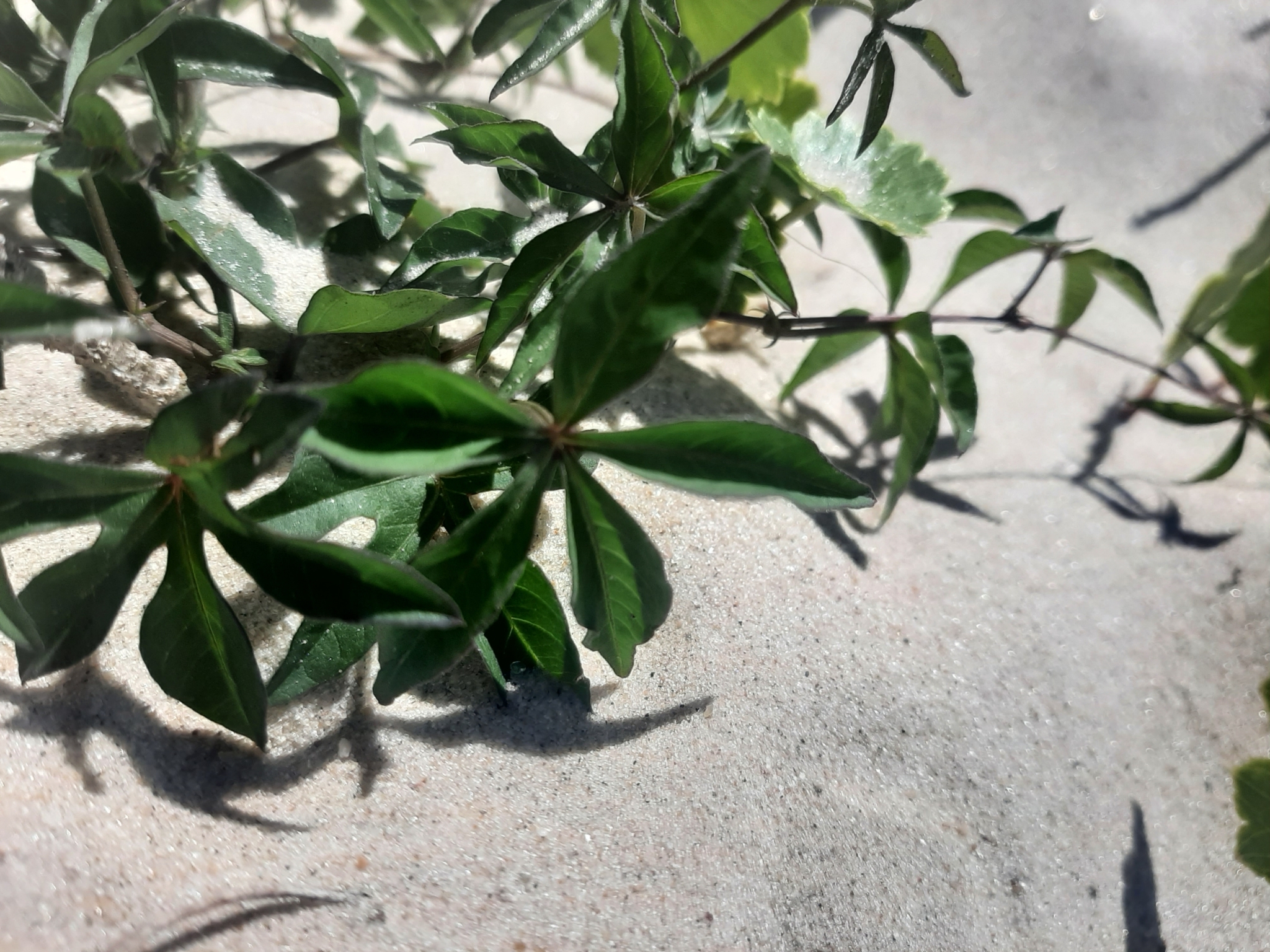 Imagem de Sete-léguas
