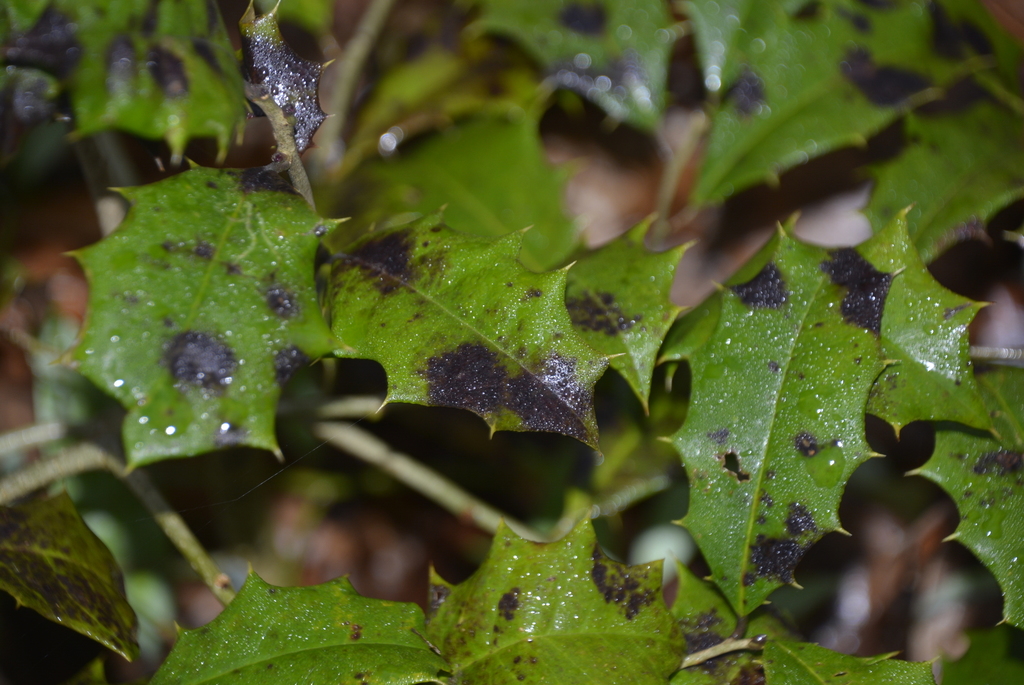 Coniothyrium ilicinum