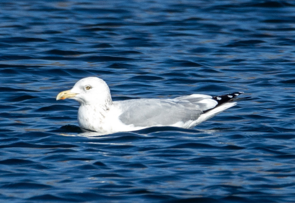 American Herring Gull from West Carrollton, OH, USA on January 3, 2024 ...