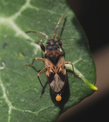 Scolopostethus decoratus