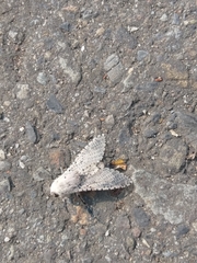 Polyphagozerra coffeae