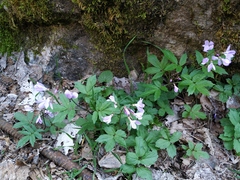Cardamine quinquefolia