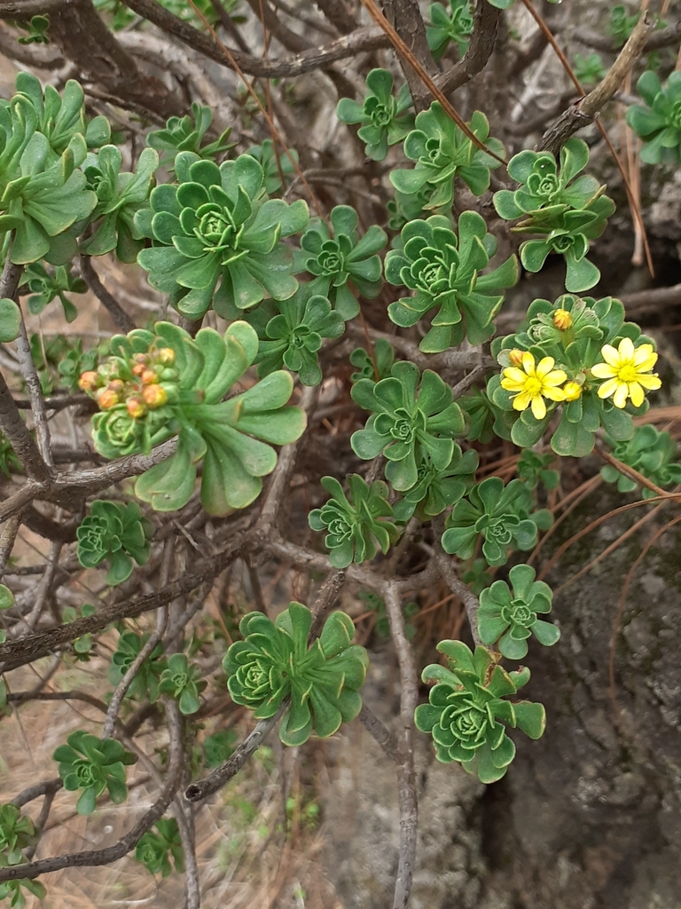 Aeonium spathulatum, 38749, La Palma, Spain