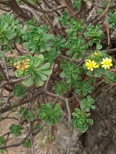 Aeonium spathulatum