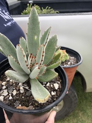 Kalanchoe tomentosa