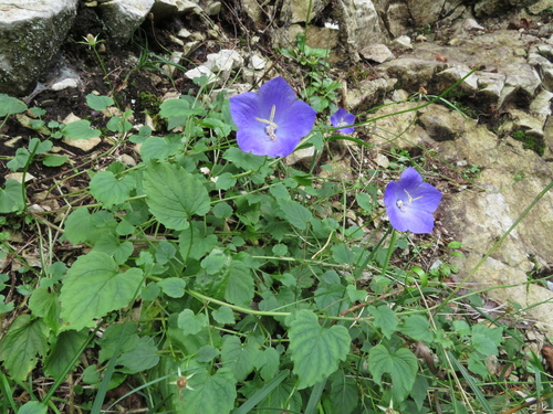 Image of Campanula carpatica by (c) Milan Chytrý, some rights reserved (CC BY)