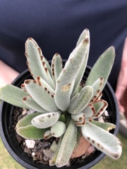 Kalanchoe tomentosa