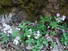 Cardamine quinquefolia