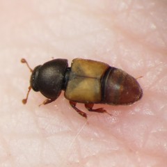 Nitops pallipennis