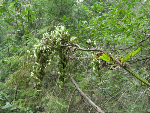 European bugbane (Actaea europaea)