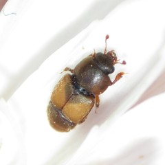 Nitops pallipennis