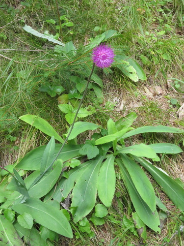 bodliak sivastý (Carduus defloratus glaucus)