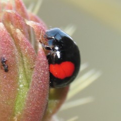Brachiacantha subfasciata