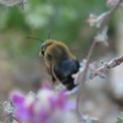 Xylocopa tabaniformis androleuca