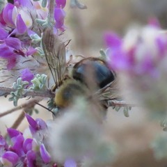 Xylocopa tabaniformis androleuca