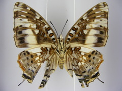 Charaxes etesipe etesipe
