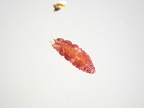 Cryptoscenea australiensis photo 4