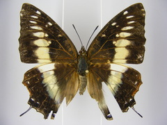 Charaxes etesipe etesipe