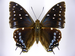 Charaxes etesipe etesipe