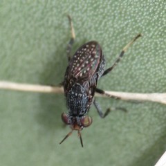 Stictomyia longicornis