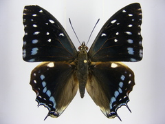 Charaxes etesipe etesipe