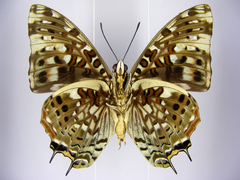 Charaxes etesipe etesipe