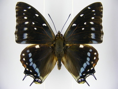 Charaxes etesipe etesipe