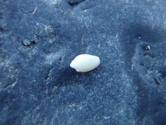 Austroginella translucida