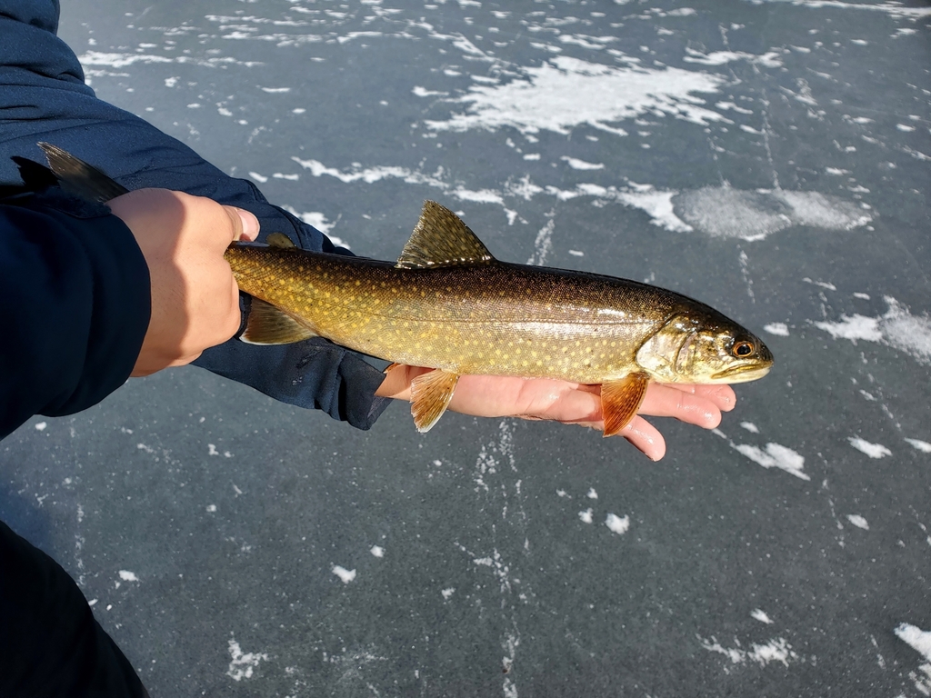 Lake Trout from Stark, NH 03582, USA on January 2, 2024 at 11:10 AM by ...