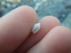 Austroginella translucida