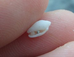 Austroginella translucida