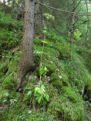 krkoškovec rakúsky (Pleurospermum austriacum)